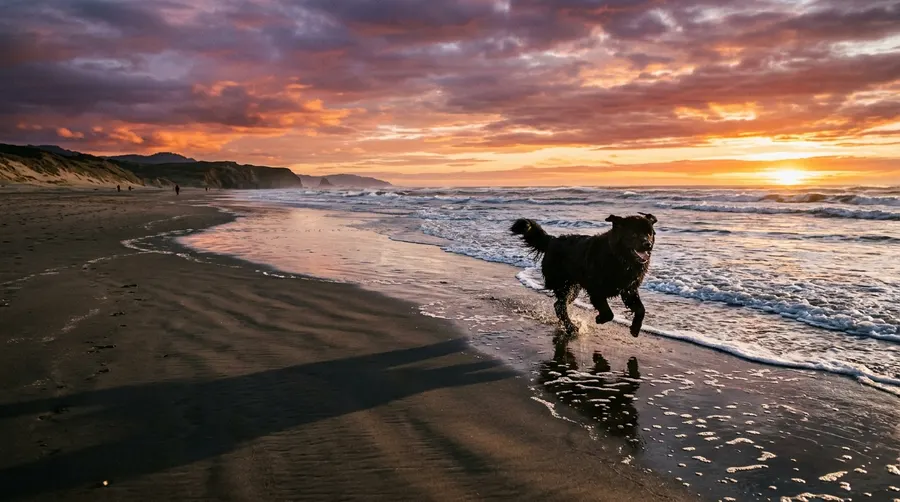 Newfoundland running on sandy beach