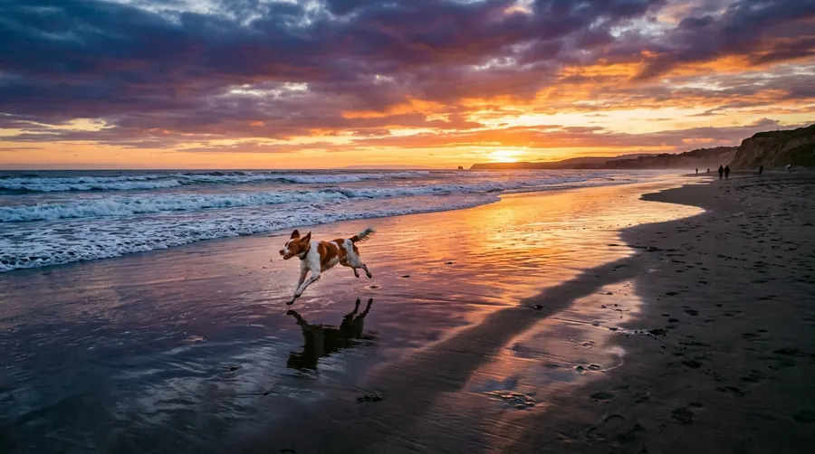 Brittany Spaniel running on beach