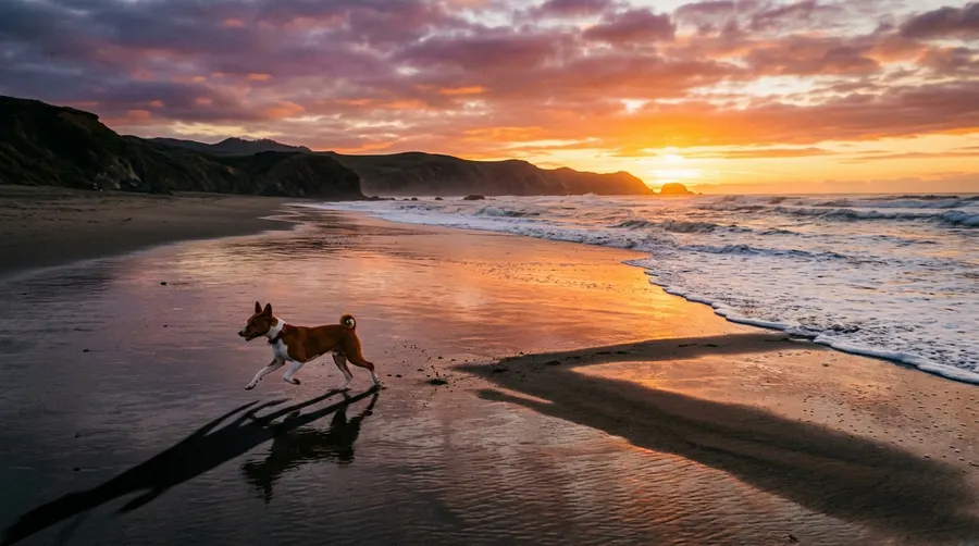 Basenji running on sandy beach